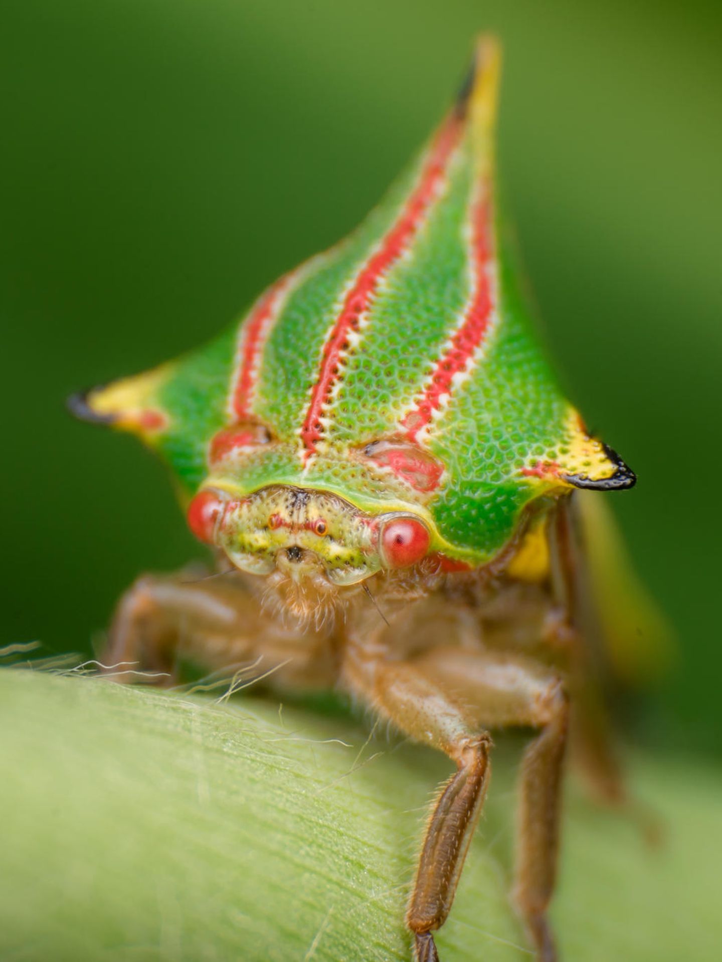 Grün-rot gestreifte Buckelzirpe sitzt auf einem Pflanzenstengel