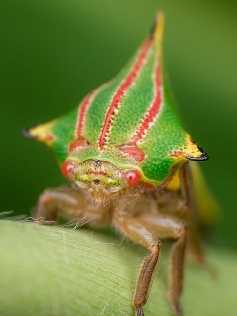 Grün-rot gestreifte Buckelzirpe sitzt auf einem Pflanzenstengel