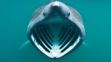 Unterwasserfoto: Riesenhai schwimmt mit geöffnetem Maul frontal auf einen zu
