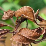 Blattschwanzgecko sitzt auf eine braunen Blatt