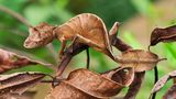 Blattschwanzgecko sitzt auf eine braunen Blatt