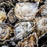 Austern liegen übereinander und nebeneinander auf einem Haufen