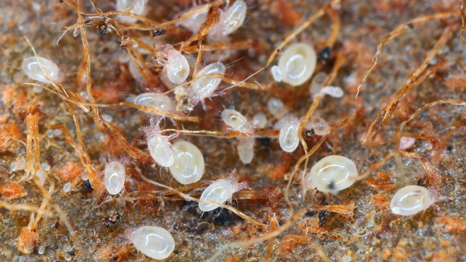 Mehlmilben bekämpfen: mehrere Mehlmilben in Großaufnahme auf einer verrottenden Kiwi