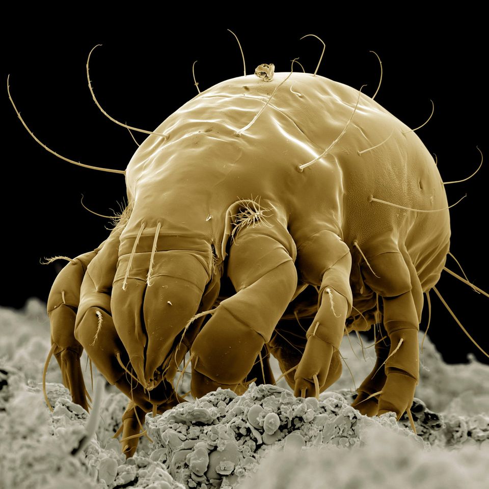 Mehlmilben bekämpfen: Eine Mehlmilbe in Großaufnahme vor schwarzem Hintergrund