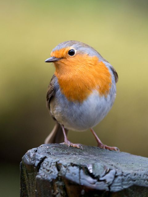 Rotkehlchen sitzt auf einem Pfosten vor grünem Hintergrund