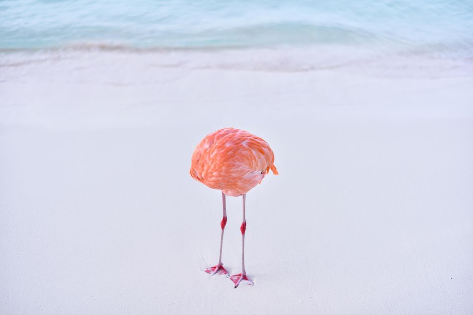 Skurril, aber nicht computergeneriert: Mit diesem Foto von einem "kopflosen" Flamingo schaffte es Fotograf Miles Astray auf einen Siegerplatz im Fotowettbewerb 1839 Awards – nur um anschließend disqualifiziert zu werden 1.4982