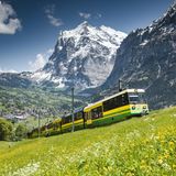 Wiese mit Löwenzahn, verschneite Gipfel, davor die Bahn