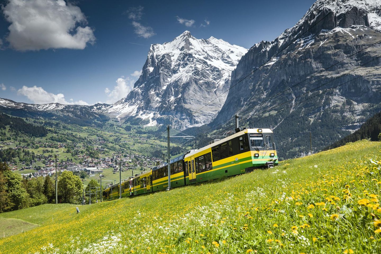 Wiese mit Löwenzahn, verschneite Gipfel, davor die Bahn