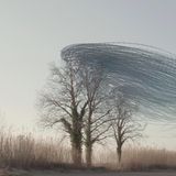 Ornithographie #242, Sturnus vulgaris, Gemeiner Star, Castelló d'Empúries, Katalonien