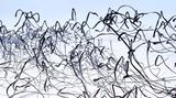Ornithographie 112# Milvus migrans , Schwarzmilan, Tarifa, Spanien, 2017