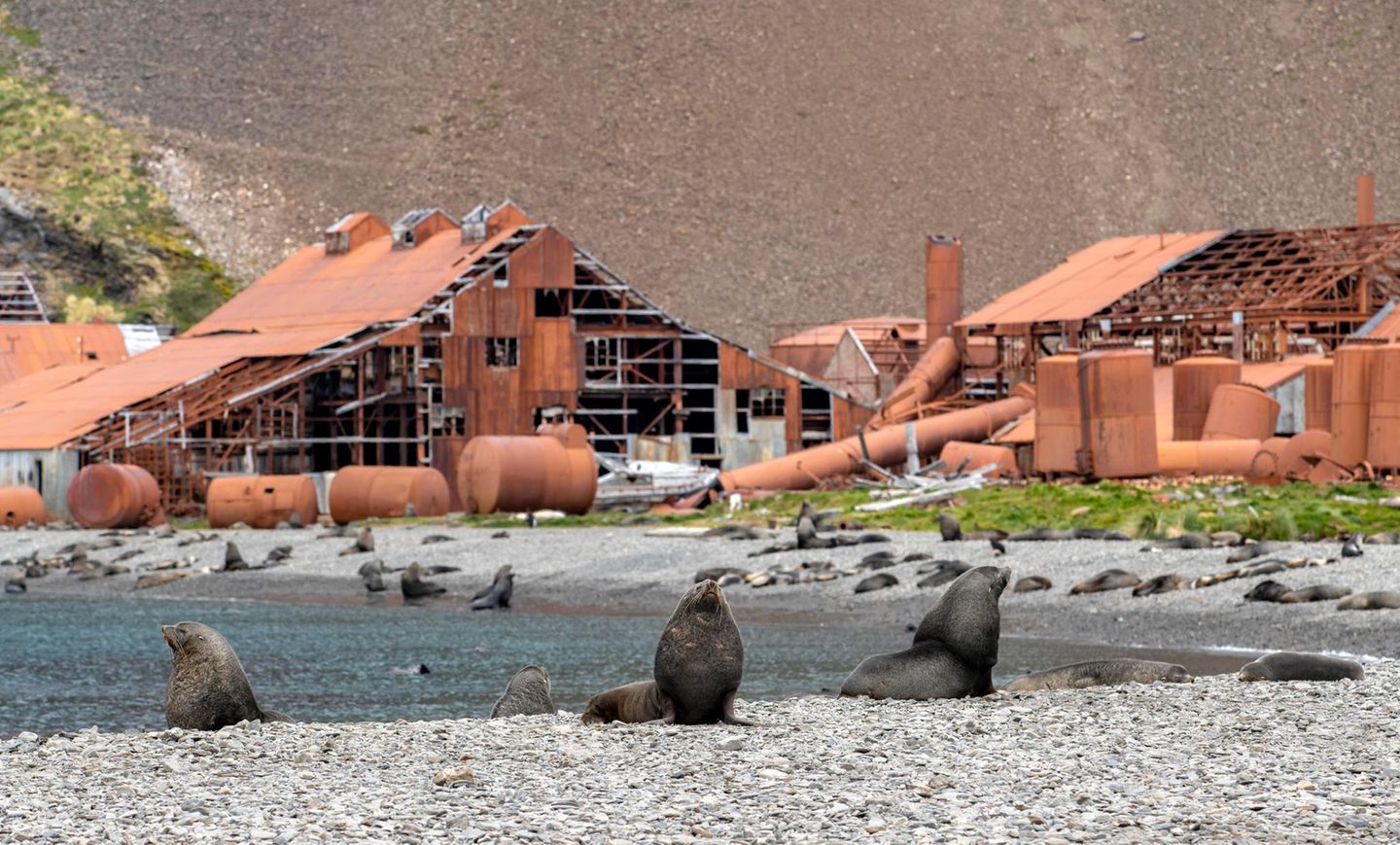 Stromness, Südgeorgien: Wo Sir Ernest Shackleton strandete Geisterstadt Stromness: Zwei Robben vor kaputten Häusern