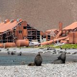Geisterstadt Stromness: Zwei Robben vor kaputten Häusern