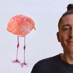 Fotograf Miles Astray vor seinem Foto eines scheinbar kopflosen Flamingos