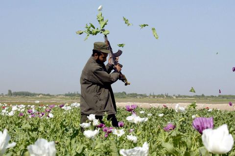 Afghanischer Polizist zerstört ein Mohnfeld in Masar-e-Scharif als Maßnahme zur Eindämmung des Opiumhandels