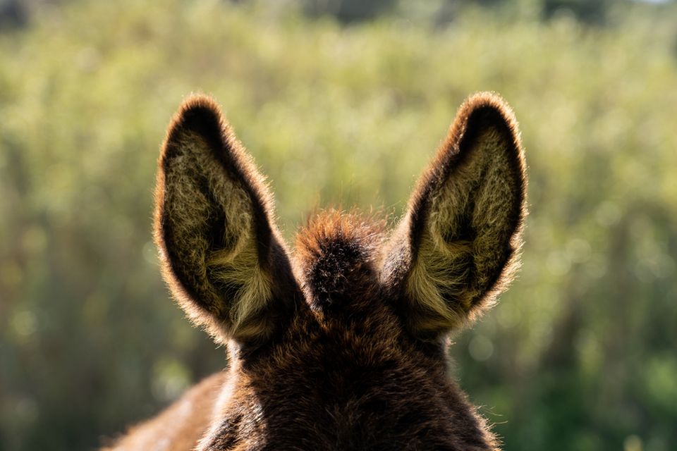 Esel leben in freier Wildbahn in Familienverbänden aus Stuten und Fohlen. Hengste dagegen sind Einzelgänger. Im Normalfall 1.5004