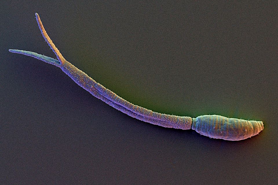 Zerkarienstadium eines Schistosomen Egels 1.3599