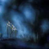 Southern Coast, Westaustralien: Vor der stimmungsvollen, regnerischen Kulisse der Südküste Westaustraliens erheben sich die Blüten einer einsamen weißen Spinnenorchidee (wahrscheinlich aus dem Artenkomplex Caladenia longicauda) aus dem Unterholz und breiten ihre spindelförmigen Arme aus   