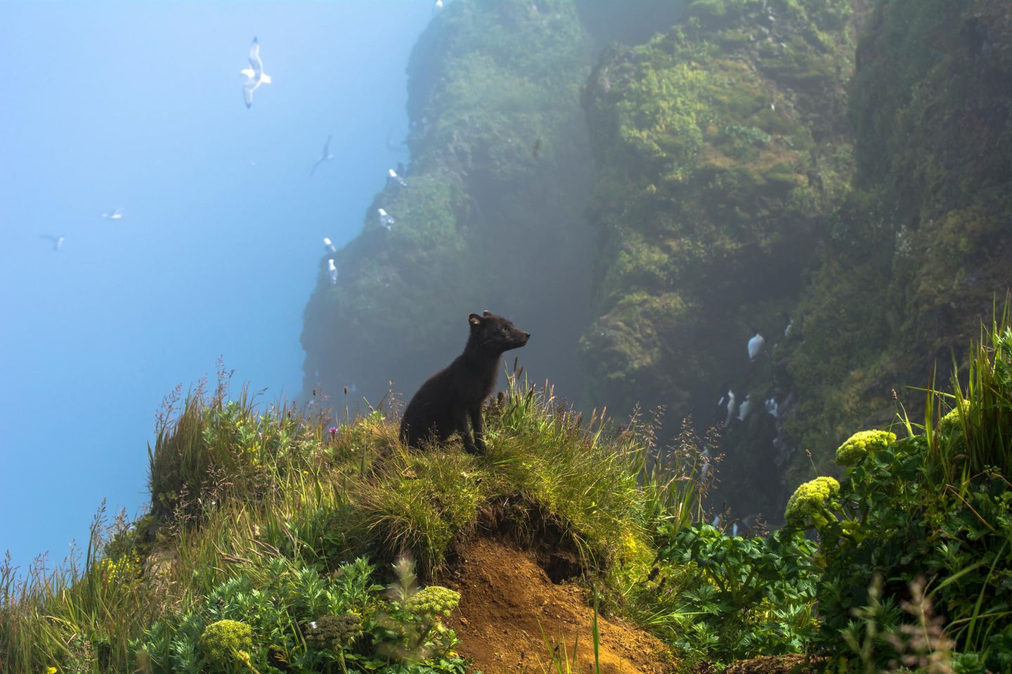 Inselfuchs Pribilof-Inseln, Alaska: Dieser Pribilof-Insel-Fuchs (Vulpes lagopus pribilofensis) scheint vor einem in Nebel gehüllten Vogelfelsen zu posieren. Trotz ihrer Abgeschiedenheit und des fast vollständigen Fehlens von Bäumen ist die Inselgruppe erstaunlich artenreich. Von einigen Biologen wird sie auch als das "Galapagos des Nordens" bezeichnet