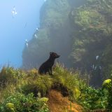 Pribilof-Inseln, Alaska: Dieser Pribilof-Insel-Fuchs (Vulpes lagopus pribilofensis) scheint vor einem in Nebel gehüllten Vogelfelsen zu posieren. Trotz ihrer Abgeschiedenheit und des fast vollständigen Fehlens von Bäumen ist die Inselgruppe erstaunlich artenreich. Von einigen Biologen wird sie auch als das "Galapagos des Nordens" bezeichnet