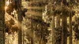 Michoacan, Mexiko: Millionen von nordamerikanischen Monarchfaltern überwintern jedes Jahr zwischen Oktober und März an genau denselben Plätzen in hoch gelegenen Wäldern Mexikos. In nur zwei Monaten legen die Falter 4000 Kilometer zurück