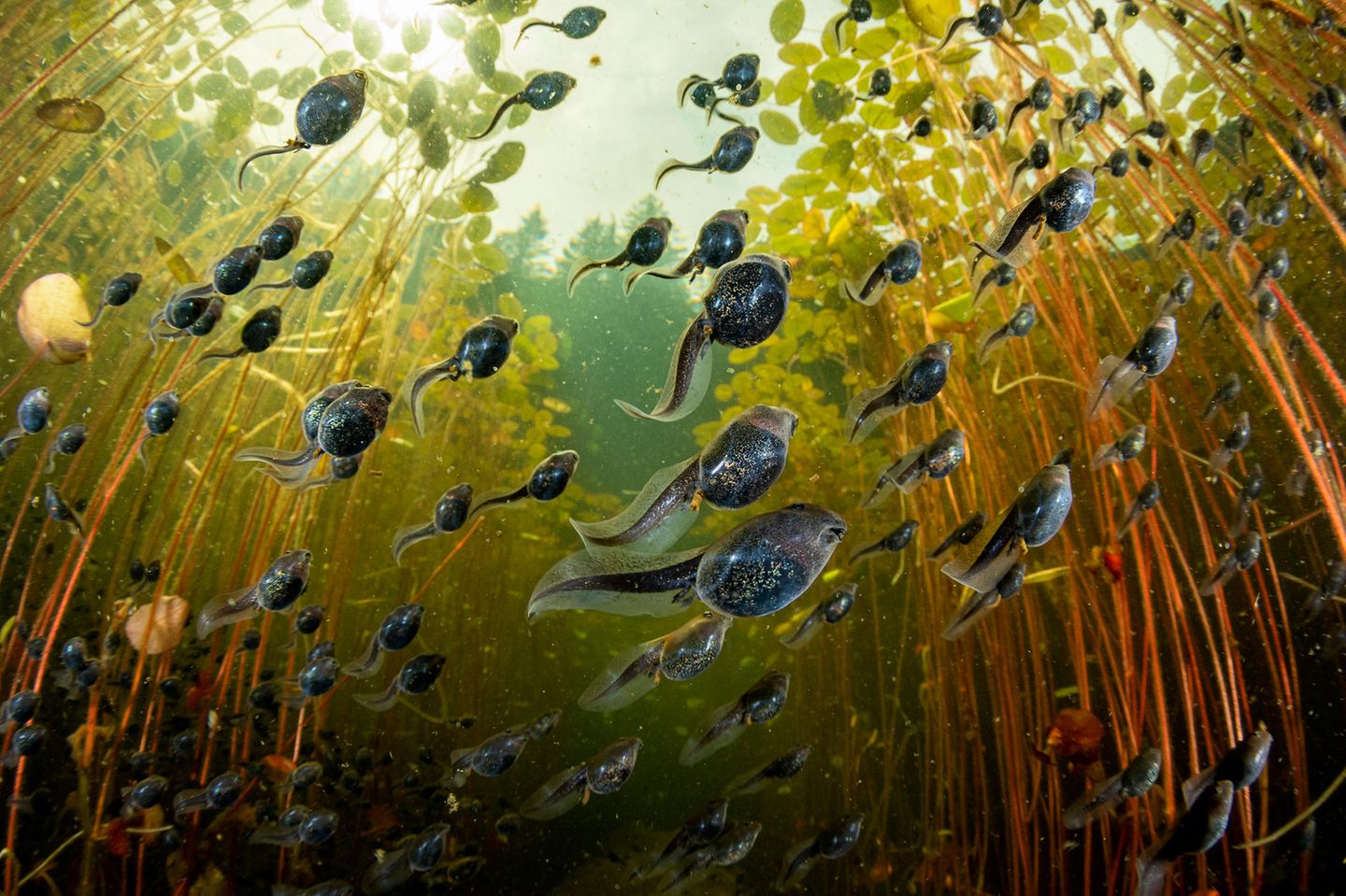 Kaulquappen auf dem Weg zum Abendessen Vancouver Island, Kanada: Im Sommer schlängeln sich in den Seen der Insel Hunderte von büroklammergroßen Kaulquappen der Westlichen Erdkröte (Anaxyrus boreas) aus den relativ sicheren Tiefen des Wassers in die sonnenbeschienenen, flachen Uferzonen, wo Algen gedeihen und das Abendessen auf sie wartet