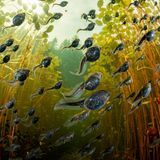 Vancouver Island, Kanada: Im Sommer schlängeln sich in den Seen der Insel Hunderte von büroklammergroßen Kaulquappen der Westlichen Erdkröte (Anaxyrus boreas) aus den relativ sicheren Tiefen des Wassers in die sonnenbeschienenen, flachen Uferzonen, wo Algen gedeihen und das Abendessen auf sie wartet         
