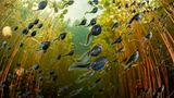 Vancouver Island, Kanada: Im Sommer schlängeln sich in den Seen der Insel Hunderte von büroklammergroßen Kaulquappen der Westlichen Erdkröte (Anaxyrus boreas) aus den relativ sicheren Tiefen des Wassers in die sonnenbeschienenen, flachen Uferzonen, wo Algen gedeihen und das Abendessen auf sie wartet         