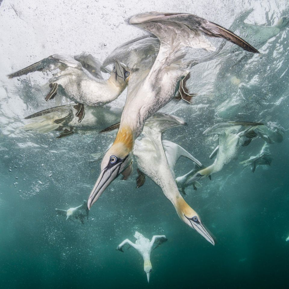 Der Fotograf Franco Banfi folgte einer Gruppe von Fischereifahrzeugen vor der Küste der schottischen Shetland-Inseln. Und beobachtete, wie Basstölpel pfeilschnell ins Wasser tauchen, um Fische und Fischreste zu erbeuten   