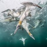 Der Fotograf Franco Banfi folgte einer Gruppe von Fischereifahrzeugen vor der Küste der schottischen Shetland-Inseln. Und beobachtete, wie Basstölpel pfeilschnell ins Wasser tauchen, um Fische und Fischreste zu erbeuten   