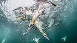 Der Fotograf Franco Banfi folgte einer Gruppe von Fischereifahrzeugen vor der Küste der schottischen Shetland-Inseln. Und beobachtete, wie Basstölpel pfeilschnell ins Wasser tauchen, um Fische und Fischreste zu erbeuten   
