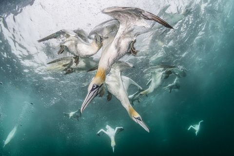 Der Fotograf Franco Banfi folgte einer Gruppe von Fischereifahrzeugen vor der Küste der schottischen Shetland-Inseln. Und beobachtete, wie Basstölpel pfeilschnell ins Wasser tauchen, um Fische und Fischreste zu erbeuten   