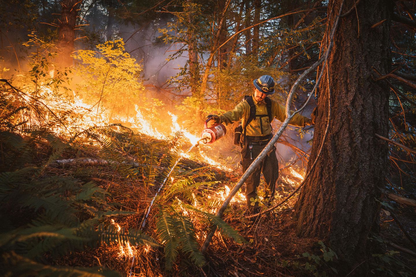 Neues Leben durch Feuer Humboldt County, Kalifornien: Erst in den letzten Jahren haben Behörden und Wissenschaftler begonnen, das Feuer als entscheidenden Bestandteil der Waldbewirtschaftung und als Ritual zu begreifen, das sie mit den kulturellen Praktiken der Ureinwohner verbindet. Steven Saiz von der Gemeinschaft der Hoopa (im Bild) ist einer von vielen amerikanischen Ureinwohnern, die dafür kämpfen, ihr angestammtes Recht auf Feuer auf kalifornischem Land zurückzuerlangen