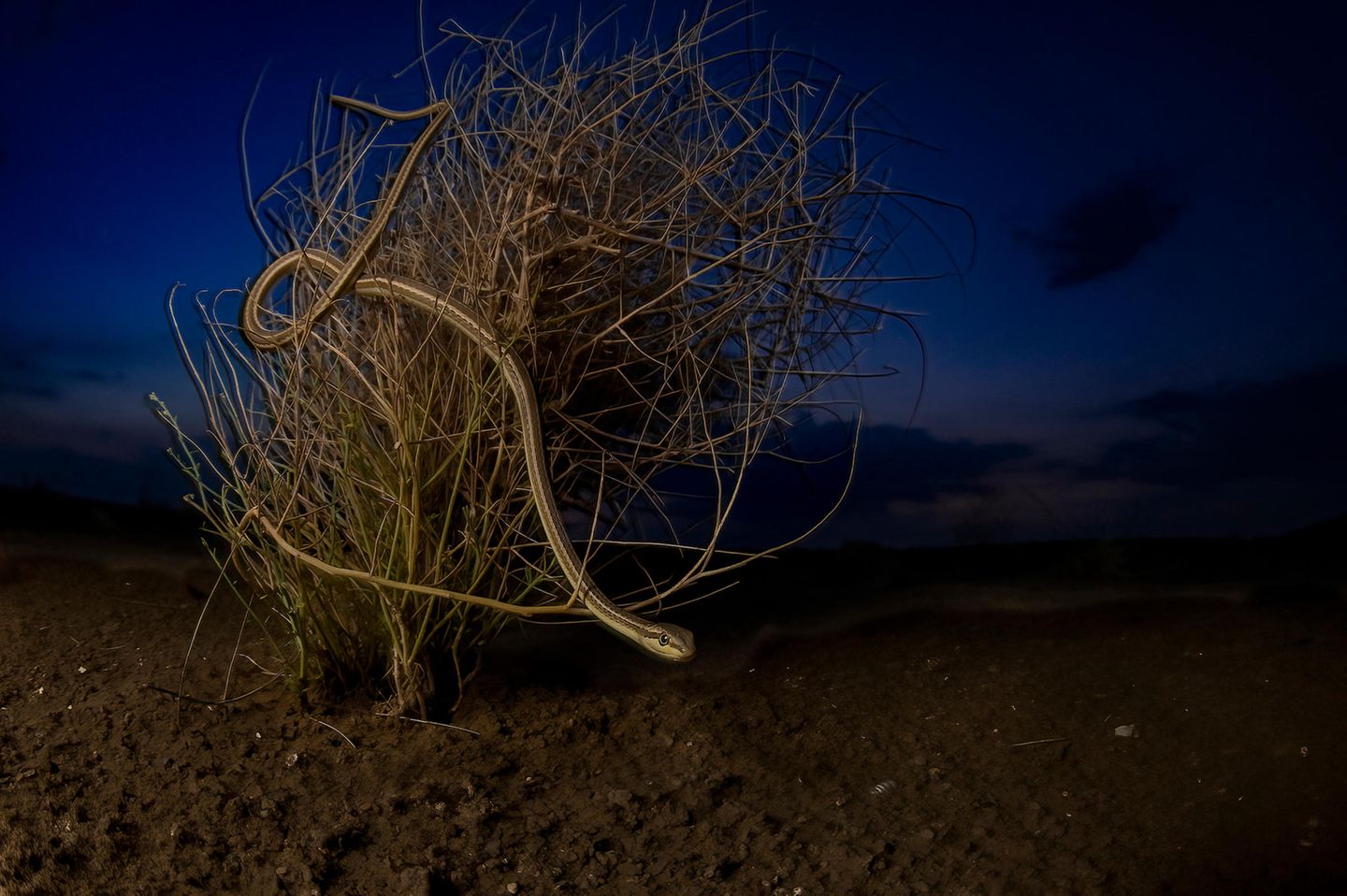 Aufbruch zur Jagd Wüste Thar, Indien: Obwohl die Sandrennnatter (Psammophis schokari) ihrem Namen alle Ehre macht, gelang dem Fotografen Hema Palan diese Nachtaufnahme eines einsamen Reptils, das sich durch die Zweige eines Strauches in der indischen Wüste Thar bewegt. Als tagaktives Raubtier hat sich dieses Reptil wahrscheinlich für die Nacht zur Ruhe gelegt, bevor es bei Tageslicht auf die Jagd nach Eidechsen, Nagetieren und anderen Beutetieren geht