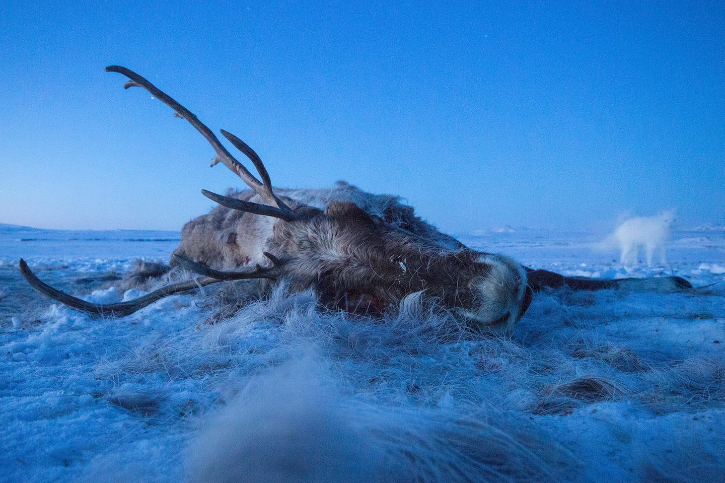 Polarfuchs und Kadaver Um das Leben in den unwirtlichen Weiten der nordamerikanischen Wildnis zu dokumentieren, stellte der Fotograf Peter Mather Kamerafallen auf, die er teilweise über Jahre stehen ließ. So gelang ihm auch dieses Bild von einem Karibu-Kadaver am North Slope von Alaska. Mit Blitzlicht und Langzeitbelichtung hielt er die flüchtige Anwesenheit eines Polarfuchses fest