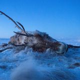 Um das Leben in den unwirtlichen Weiten der nordamerikanischen Wildnis zu dokumentieren, stellte der Fotograf Peter Mather Kamerafallen auf, die er teilweise über Jahre stehen ließ. So gelang ihm auch dieses Bild von einem Karibu-Kadaver am North Slope von Alaska. Mit Blitzlicht und Langzeitbelichtung hielt er die flüchtige Anwesenheit eines Polarfuchses fest   