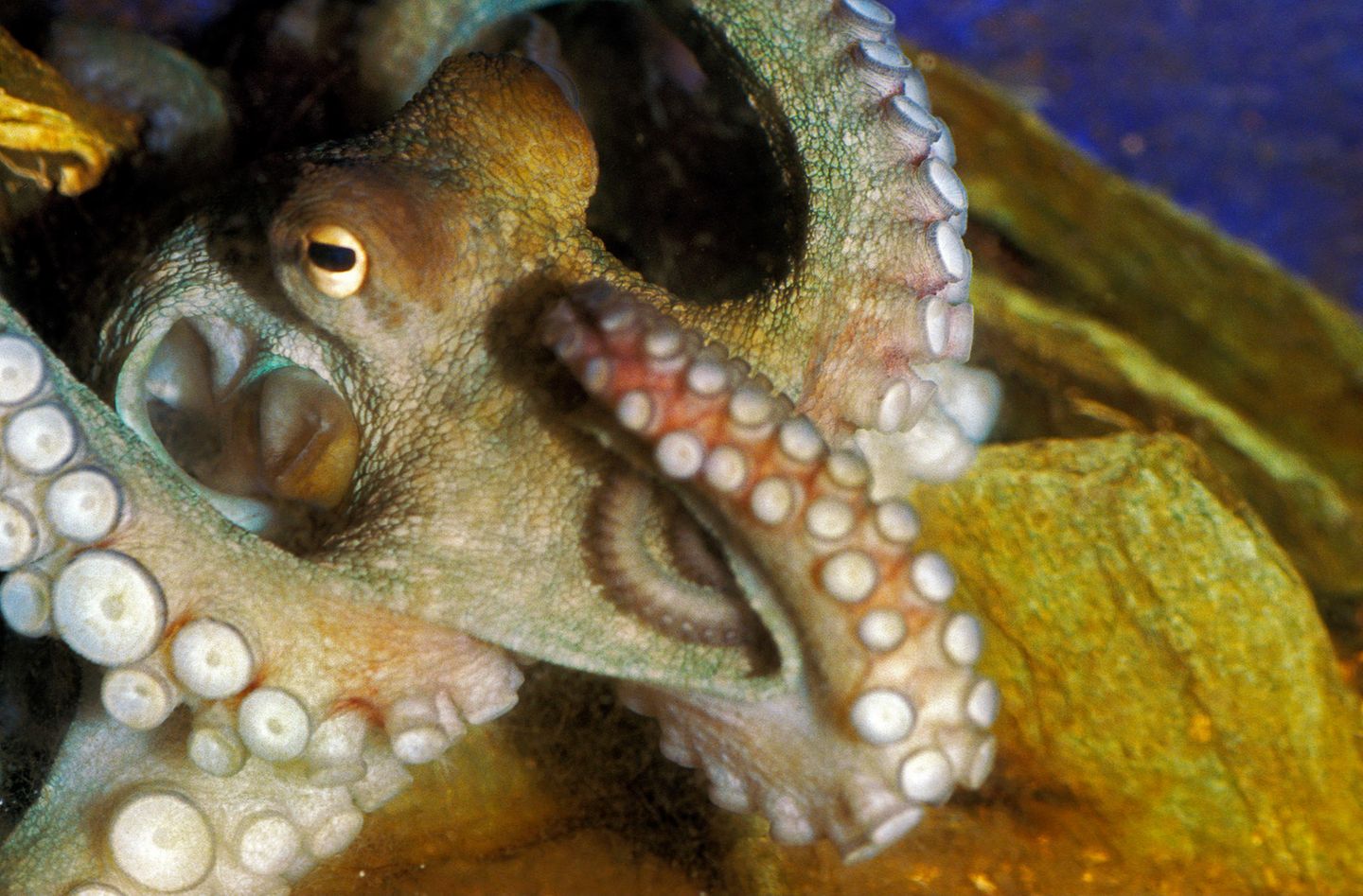 Octopus Vulgaris