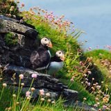 Felsen mit Blumen und zwei Papageitauchern