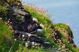 Felsen mit Blumen und zwei Papageitauchern