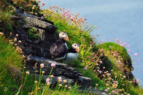 Felsen mit Blumen und zwei Papageitauchern