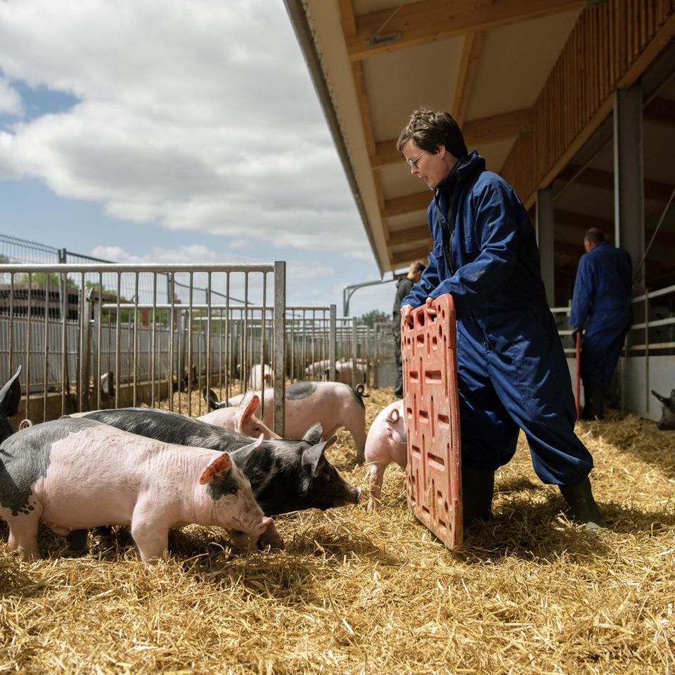 Schweine in einem Freigehege mit der Bäuerin
