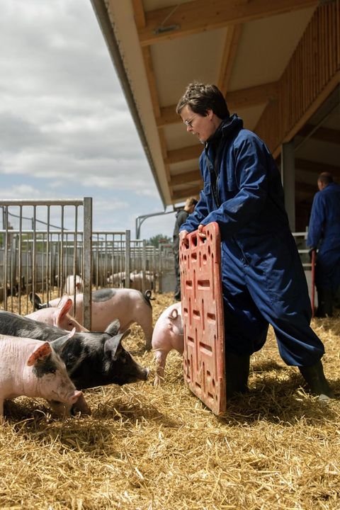 Schweine in einem Freigehege mit der Bäuerin