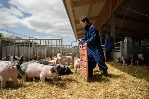 Schweine in einem Freigehege mit der Bäuerin