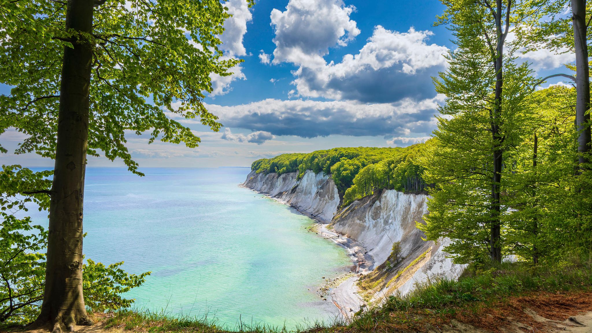 Eigentlich mögen es Buchen nicht besonders nass, doch dort, wo es Steilküsten gibt, wie hier auf Rügen, können Buchenwälder üppig gedeihen