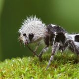 Panda-Ameise, Euspinolia militaris