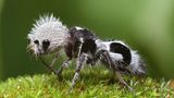 Panda-Ameise, Euspinolia militaris
