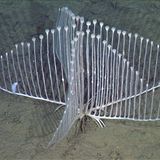 Fleischfressender Schwamm Unterwasser