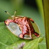 Goldener Schildkrötenkäfer auf Blatt