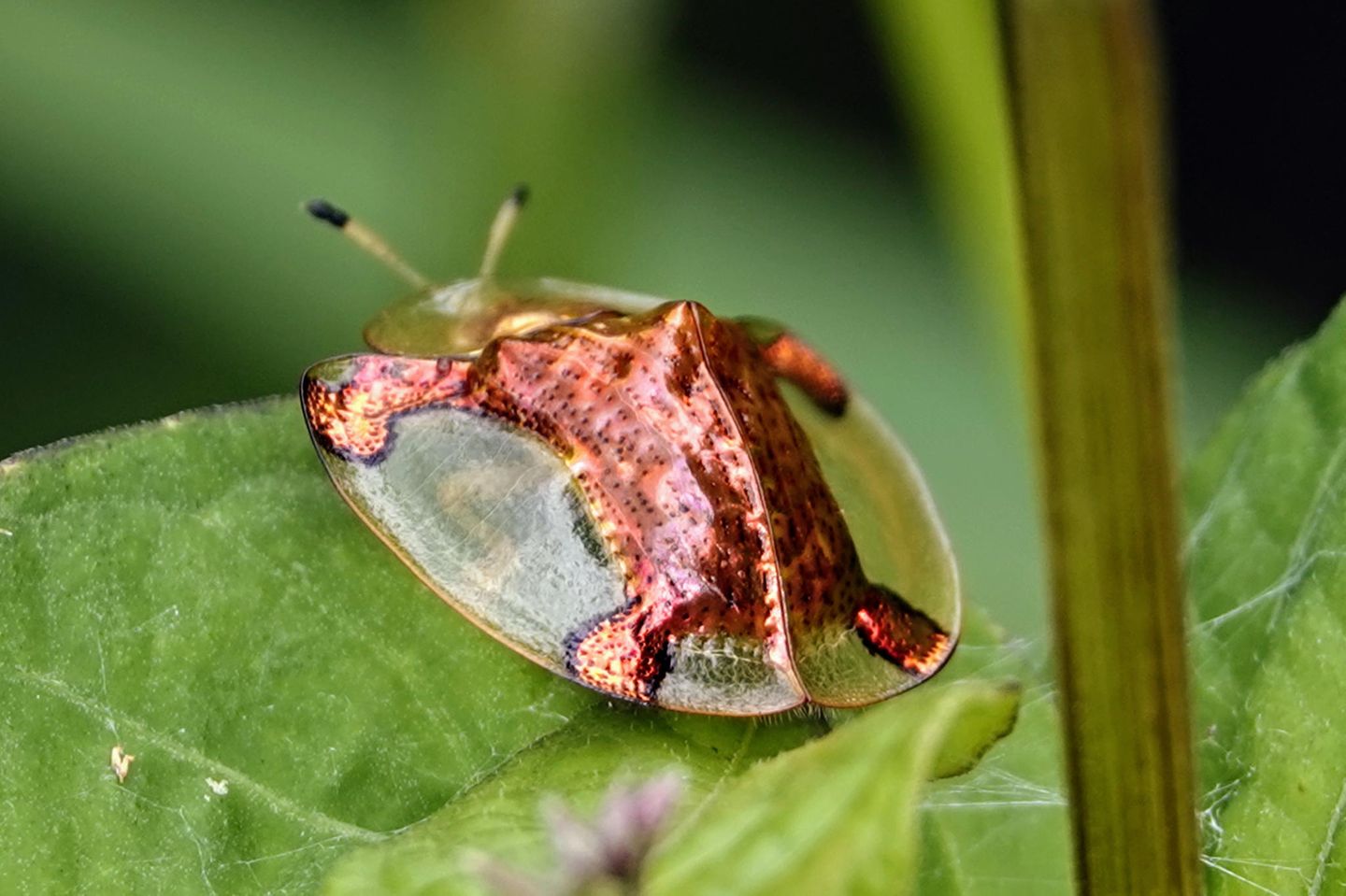 Goldener Schildkrötenkäfer Goldener Schildkrötenkäfer auf Blatt