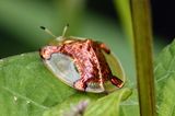 Goldener Schildkrötenkäfer auf Blatt