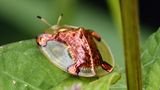 Goldener Schildkrötenkäfer auf Blatt